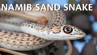 The fastest snake in southern Africa ?
