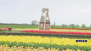 Weekend Break: Kuipers Tulip Fest