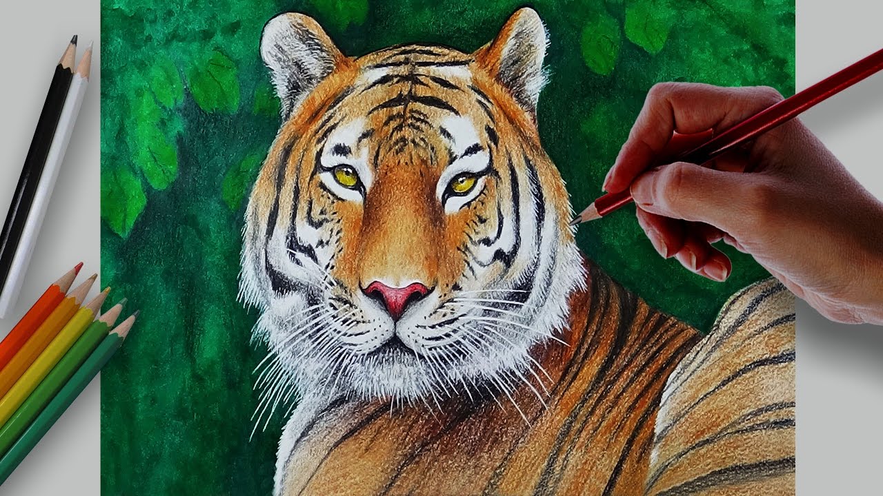 Royal Bengal Tiger 3d art with white background