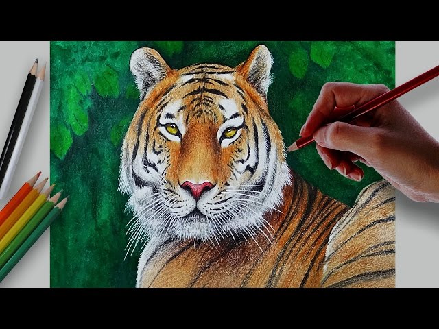 Tiger pencil drawing