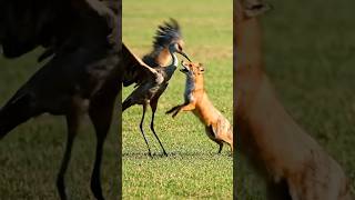 What Happens When You Anger A Crane?