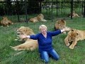 Первое сафари 2016 года в парке львов "Тайган"  Safari with lions in the park taigan Crimea