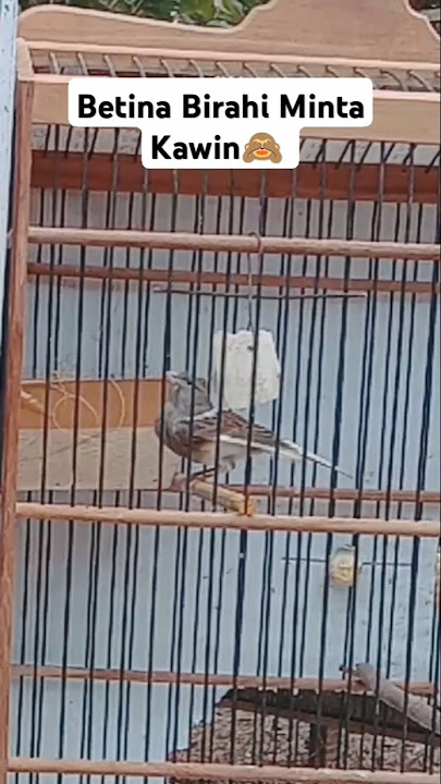 Kenari Betina ngleper🐼#short  #shorts #shortvideo #birds #kenaribetina #kenaribirahi #kenarimania