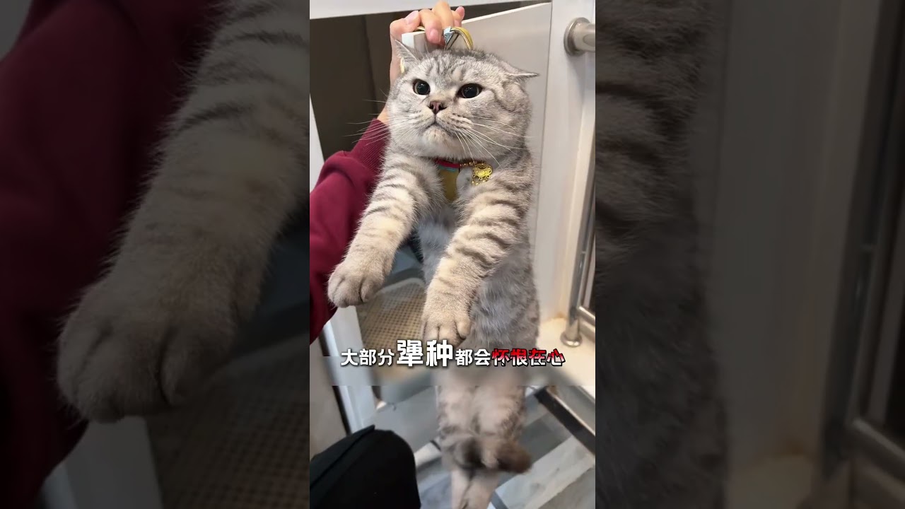 What's on a Cat's Mind After Being Chased? Cats SurprisingFacts