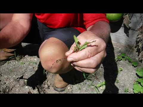 how to transplant red beet seedlings, can you transplant red beet seedlings, transplanting red beet