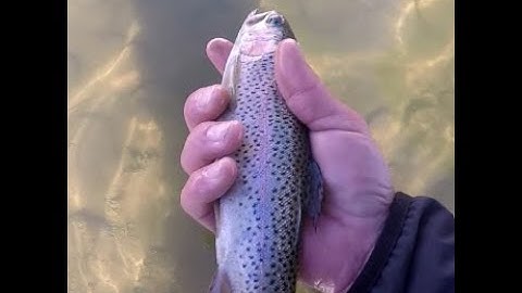 Keiryu fishing with bait #fish #trout #outdoors #fishing #keiryu