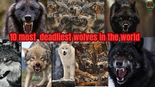 Top 10; most deadliest wolves in the world.