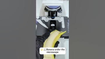 🍌🔬Banana under the microscope  #microscope #underthemicroscope