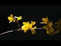 سلامة ما مليت حالات واتس mp3