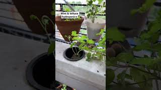 #Mint & lettuce #hydroponics grow cubes #seed propagation | #Shorts