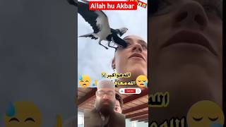 duet islamicanc birds funny pigeon answer viralvideo masaallah youtubeshorts ringtoneallah