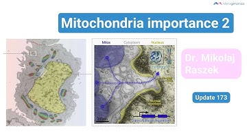 Mitochondria importance to health part 2: brain-like behavior & cellular communication (update#173)
