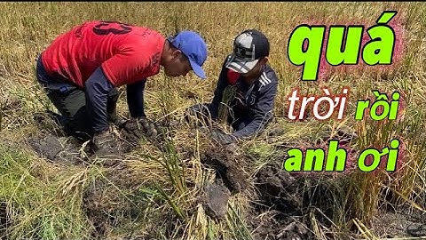 Đào hang chụp chuột mùa cắt lúa, trò chơi gắn liền với tuổi thơ ngày hè