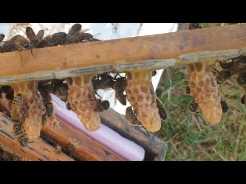 Ana arı üretimi kraliçe arı üretimi Çift aşılama ile baştan sona DEV ana ari queen bee production