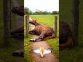 Little Cat Runs To Find Help To Save It's BestFriends #USAwildlife#Americanwildlife#NationalParksUSA