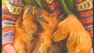 Pedigree Chum Advert 1991
