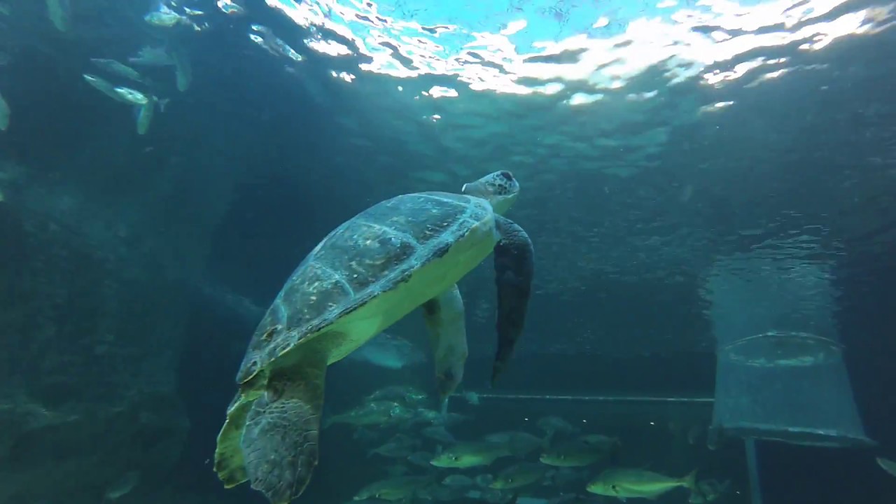 Sandy's first swim in the Two Oceans Aquarium's I&J Ocean Exhibit YouTube