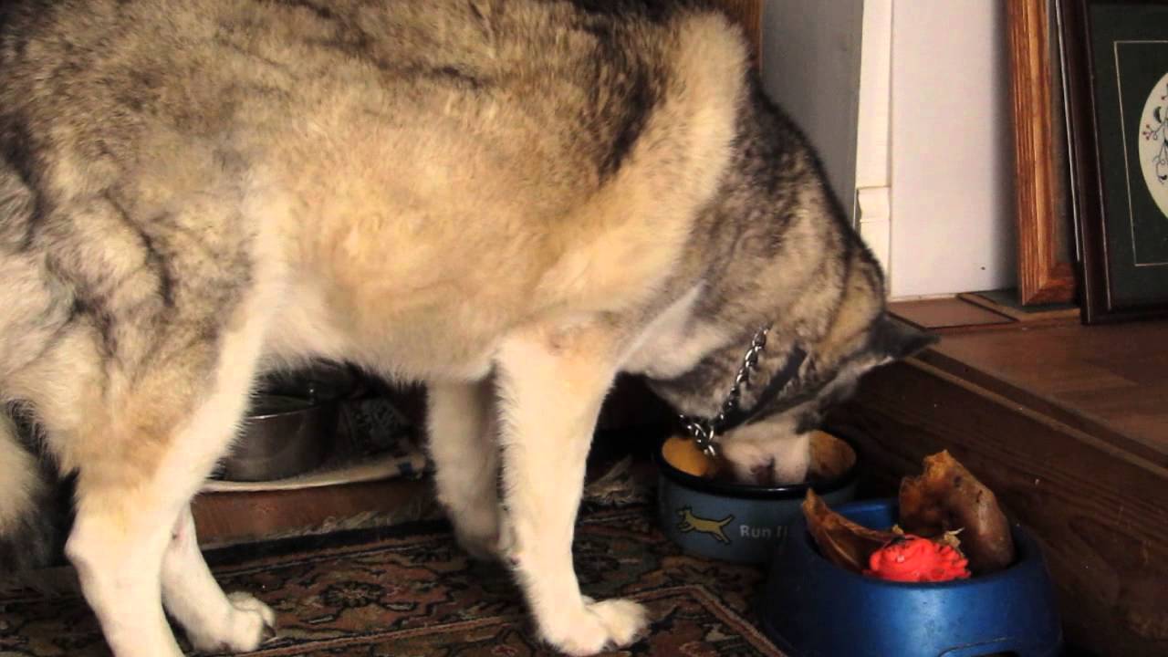 Watching Siberian Husky Eat a Can of Dog Food YouTube