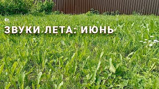 Звуки лета: июнь