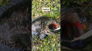 One of the coolest freshwater invasive fish species in South Florida #fishing