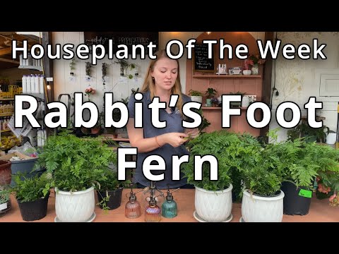 Rabbit's Foot Fern - Houseplant of the Week