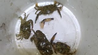 crab 🦀, mencari dan menemukan kelomang, kepiting , hermit crab, kepiting laut, Umang-Umang