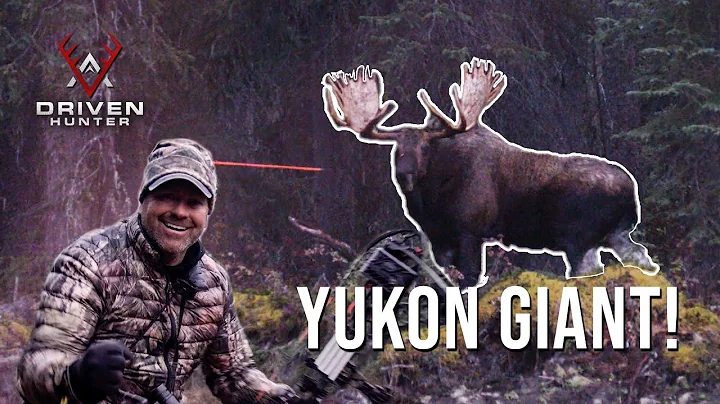 We Called in a Giant Yukon Moose!