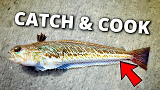 Catch & Cook - The Only Venomous Fish In Denmark!?