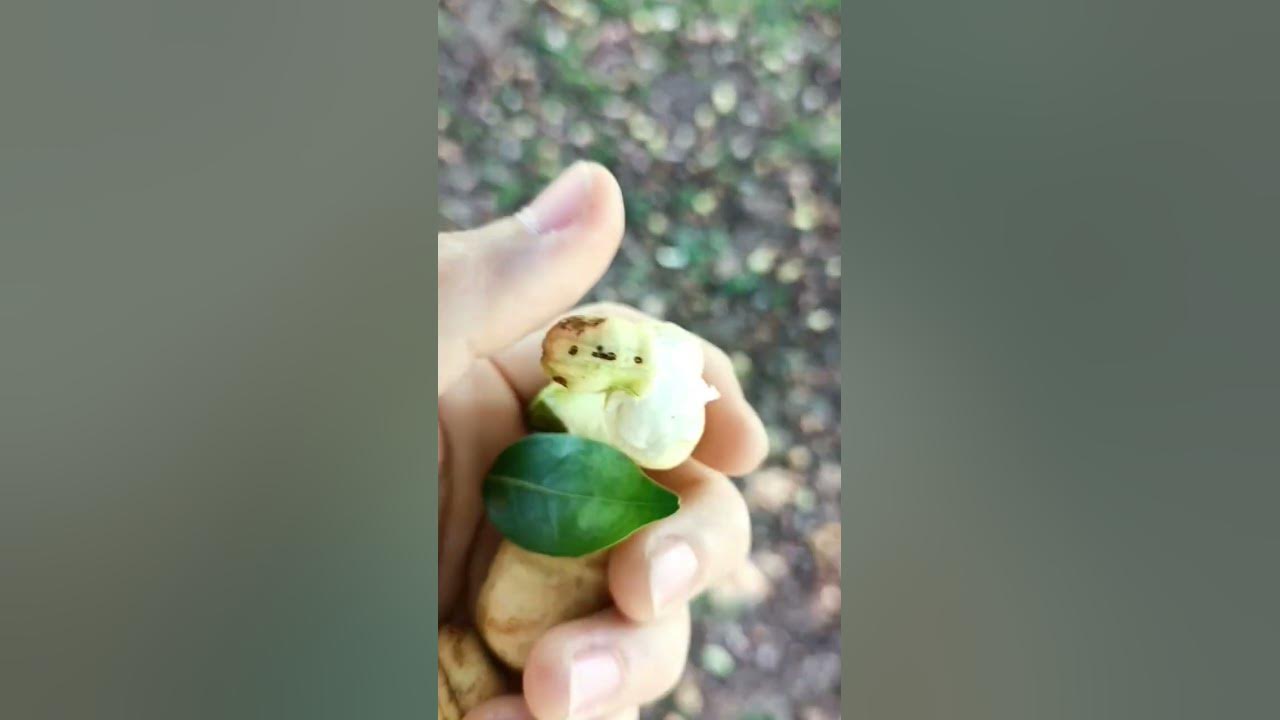 Muda de Ingá-branco - Inga laurina na Flora Londrina Viveiro