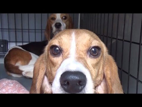 Wideo: Od komory gazowej do dobrego życia: Sprawdzanie Daniela Cudownego Beagle