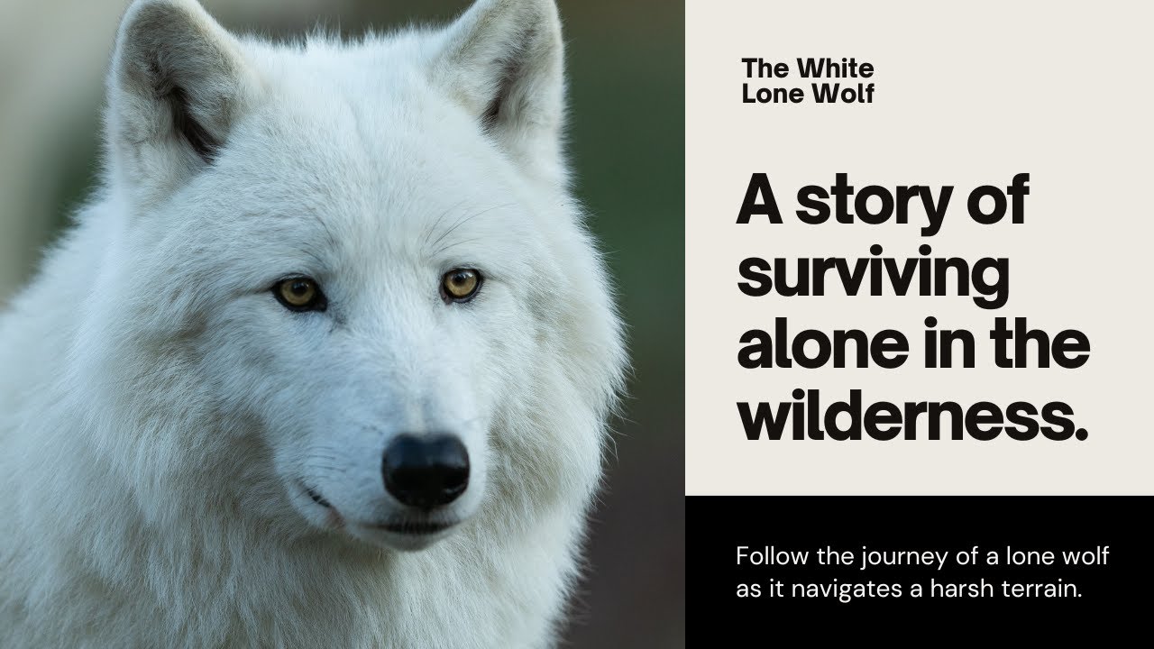 The Lone Wolf’s Secret What He Really Wants and Needs lonewolf loner