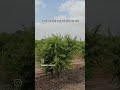 hard cutting plot #farming #gujarat #fruit #pomegranate #anar #farmer