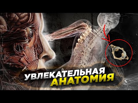 Увлекательная анатомия | Где прячется дура и табакерка в нашем теле?
