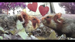Hamster love - European hamsters living in Vienna in the wild
