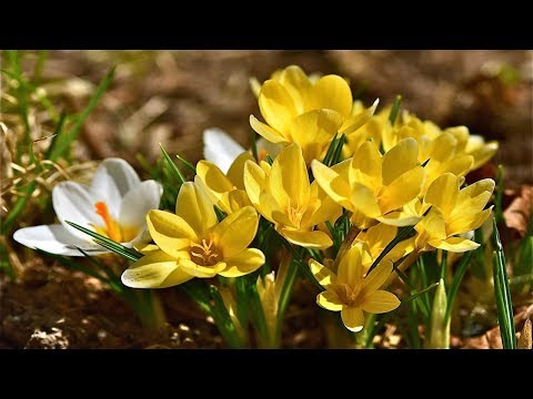 НЕЖНЫХ КРОКУСОВ ЯРКИЙ САЛЮТ День крокусов