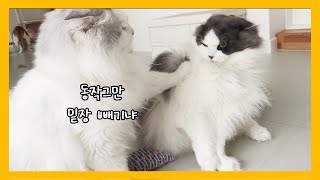 고양이 캣닢 쿠션의 부작용 by 써니포캣 sunny4cats 184 views 1 year ago 2 minutes, 23 seconds