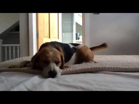 Dog wagging tail in sleep - YouTube