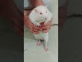 Tera Nasha Nasha akhan vich #white cute rat #talking parrot # dance#viral video#gypsy#balveer#cute