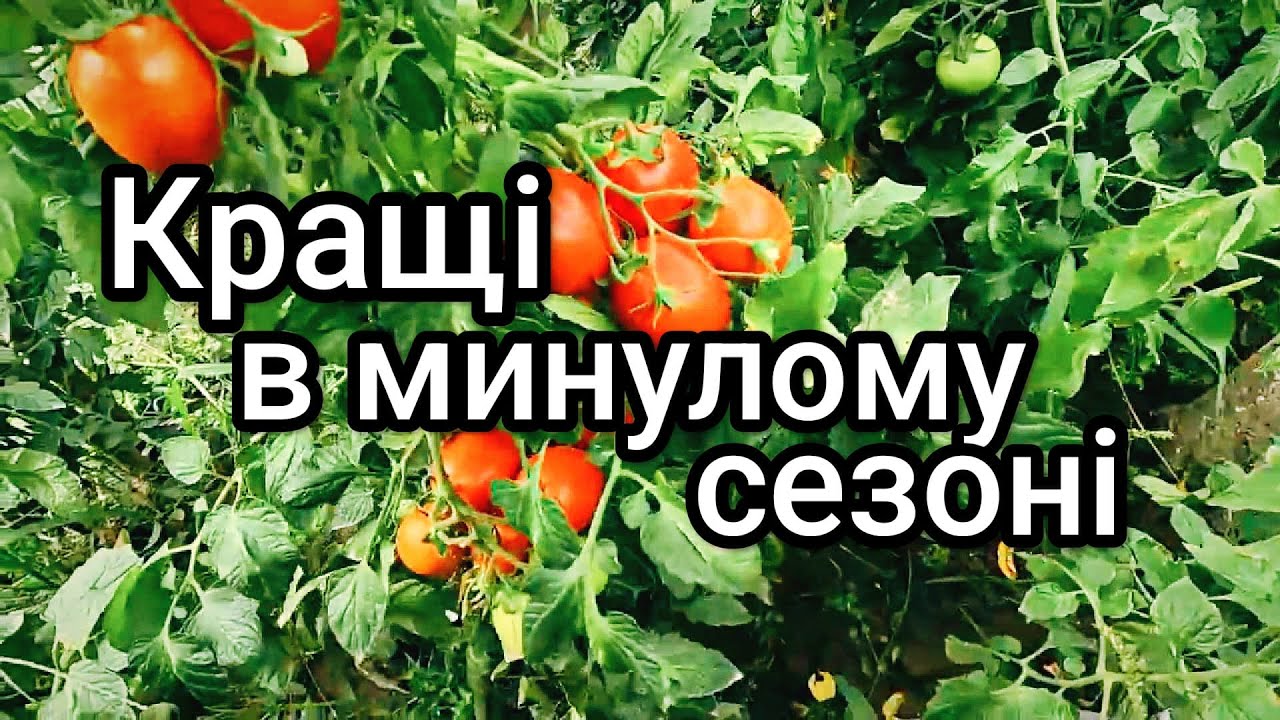 Огляд врожайних сортів та гібридів томатів