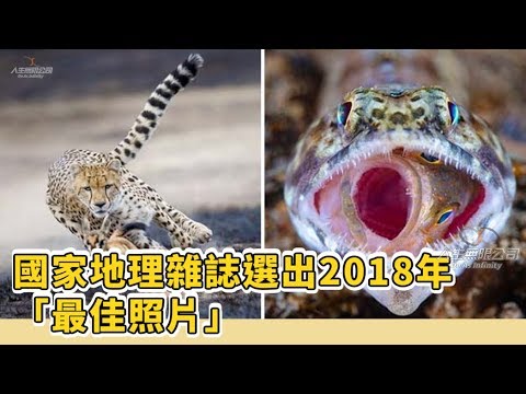 熊抱畫面萌化人心！國家地理雜誌選出2018年「最佳照片」。