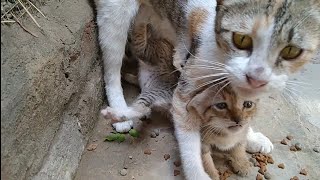 Mother Cat Came To Eat Food And Take Her Kittens