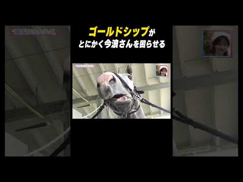 GoldShip Loves Imanami I M Half Happy But Half Crazy Shorts