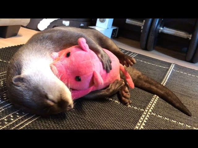 カワウソさくら 新しい豚の感触を確かめるためとりあえず抱く Otter holding a pig