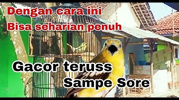 Cara agar burung sirtu gacor sepanjang hari ,, dari pagi sampe sore joss