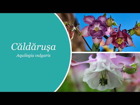 Video: Aquilegia Cu Flori Verzi