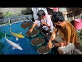 Visiting farm of ornamental fish breeders│ Breeding & Producing thousands of Japanese koi