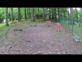 Deer Cam 7 29 2025 Deer Cam 7 29 2025