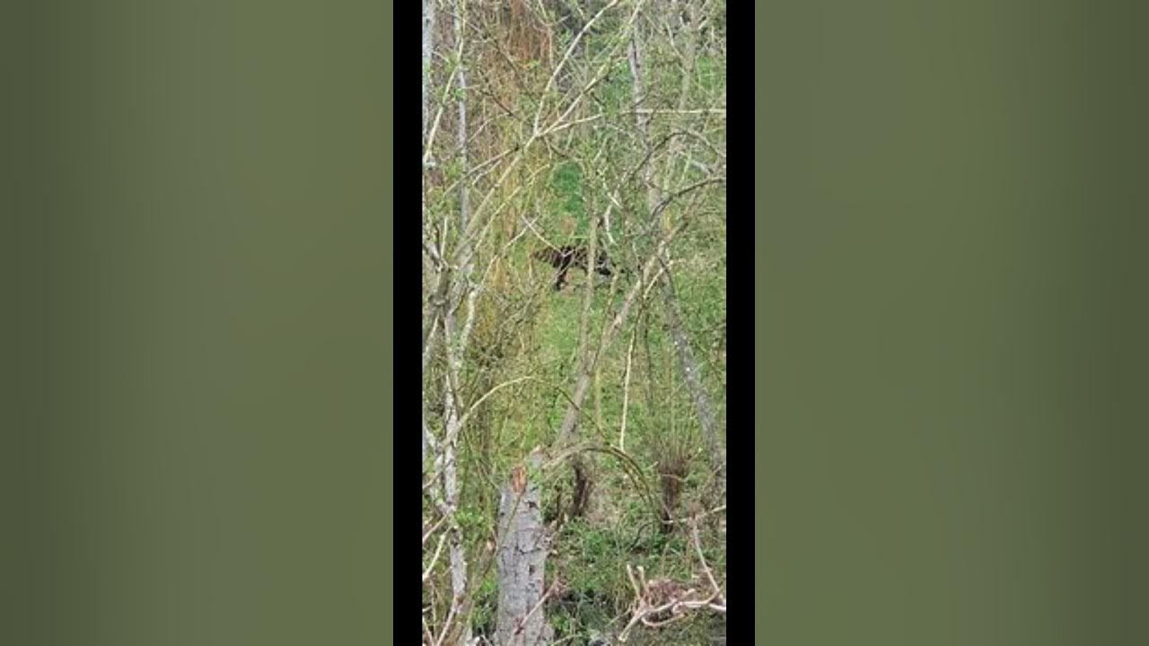 Big Cat Sightings UK YouTube big-cat-sightings-uk-youtube