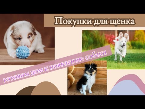 Покупки для щенка. Подготовка дома к появлению собаки.