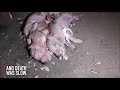 This Little Piggy | Animal Equality
